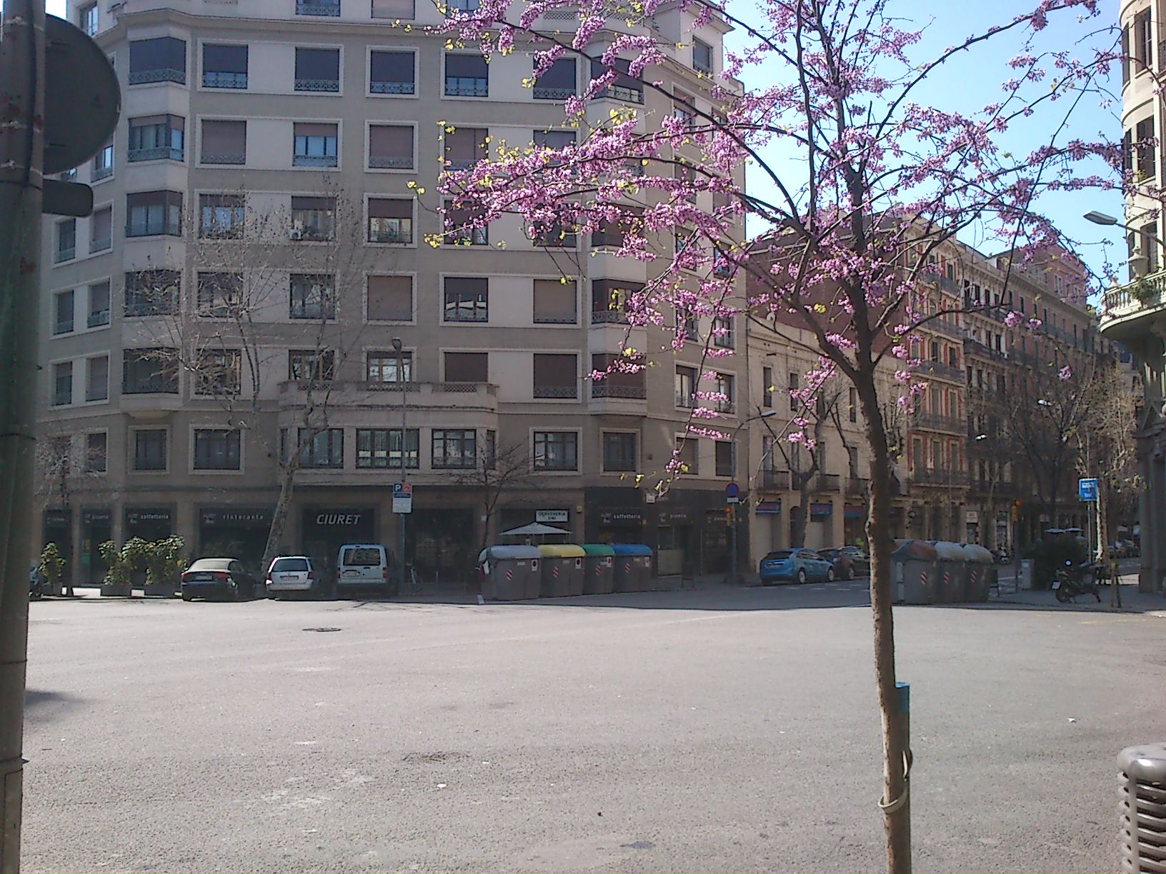 Arbre florit